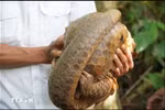 A pangolin is released into the wild in Binh Phuoc (Photo: VNA)