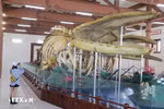 Vietnam’s biggest whale skeletons on display on Ly Son Island