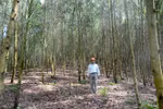 Tuyen Quang promotes large timber forest plantation model