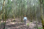 Tuyen Quang promotes large timber forest plantation model