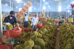 Thailand becomes Vietnam's second largest durian importer