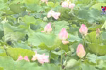 Ninh Binh in lotus blooming season dazzles tourists