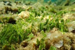 Nui Chua National Park - where marine biodiversity safeguarded