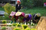 Mu Cang Chai among the world’s top 25 places with surreal beauty