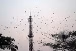 Tours connected to swift raising villages in Kien Giang