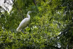 Biodiversity compensation: A chance to give back to nature what has been lost