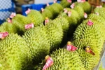 Durian emerging as 'golden fruit' among Vietnam's exports