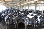 Dairy farm of TH True Milk in Nghia Dan district, central Nghe An province (Photo: VNA) 