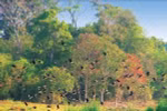 Cat Tien national park develops ecotourism 