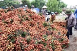 Thanh Ha litchi in the northern province of Hai Duong. (Photo: VNA)