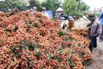 Thanh Ha litchi in the northern province of Hai Duong. (Photo: VNA)