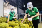Durian has emerged as one of items with high export value. (Photo: baotintuc.vn)