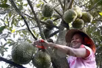 Exports to China via official channels raise stature of Vietnamese durians