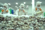 Australia considers import of Vietnam fresh shrimp 