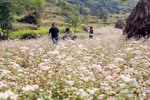 Buckwheat fest in its full bloom 