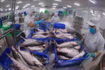 Tra fish markets expected to recover next year