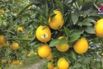 Navel orange harvest begins on Moc Chau Plateau