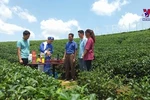 Enjoying tea on Moc Chau Plateau