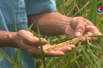 Organic rice being grown in sand worm fields