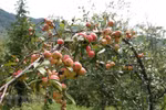 Son La farmers rushed off their feet harvesting ‘son tra’
