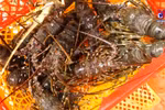Lobster exports soar 18-fold in two months