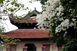 Pure white Sua flowers during spring in Hanoi