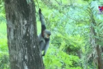 Rare gray-shanked douc langurs sighted in Phu Yen province