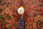 The thrilling main “thieu” lychee season in Bac Giang province