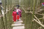 Lush miniature bamboo oasis emerges in the heart of Hanoi
