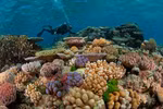 El Nino causes coral bleaching in Con Dao islands