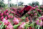 Dragon fruit needs more quality, diversity 