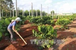 Central Highlands to replant coffee trees on 19,000 hectares