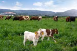 Vietnam, Netherlands partner to improve farm produce’s value