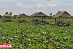 Go Thap lotus field well-known in Dong Thap