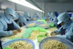 Ten-month cashew export enjoys robust growth 