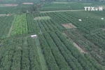 Lai Vung mandarin orange farms ready for Tet