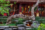 Ornamental plant and pet festival to take place in Hanoi
