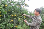 Cao Phong orange festival underway in Hoa Binh