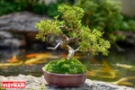 Mini bonsai trees show artisan’s creativeness