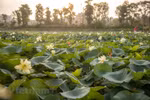Unique lotus pond in the capital
