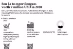Son La to export longans worth 9 million USD in 2020