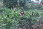 Suoi Giang Shan tuyet tea enchants enthusiasts