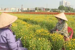 Ho Chi Minh City flower village busy ahead of Tet