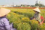 Ho Chi Minh City flower village busy ahead of Tet
