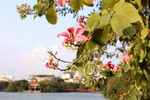 Mountain ebonies adorn Hanoi city centre