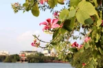 Mountain ebonies adorn Hanoi city centre