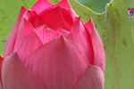 Lotus seeds make good crop in Ha Nam province