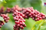 Agro-forestry-fisheries products nearly double in Q1