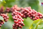 Agro-forestry-fisheries products nearly double in Q1