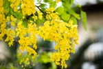 Golden shower flowers blooming in Hanoi